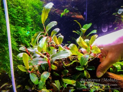 Bucephalandra sp. Klarina