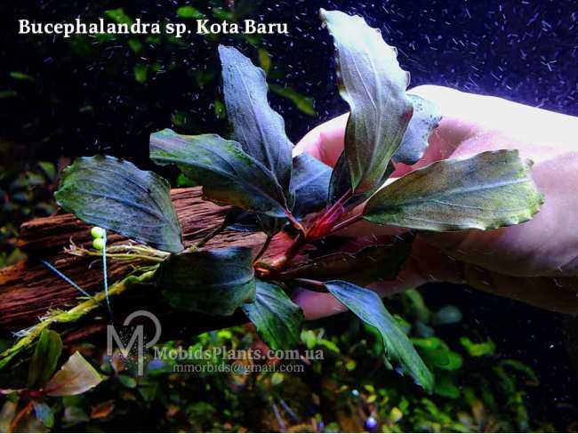 Буцефаландра Bucephalandra sp. Kota Baru