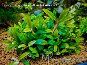 Буцефаландра Bucephalandra sp. Kualakuayan 1