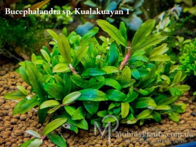 Буцефаландра Bucephalandra sp. Kualakuayan 1