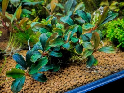 Буцефаландра Bucephalandra sp. Kualakuayan 2