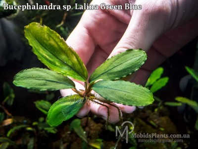 Bucephalandra sp. Lalina Green Blue