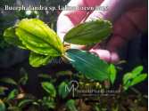 Буцефаландра Bucephalandra sp. Lalina Green Blue