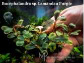 Bucephalandra sp. Lamandau Purple