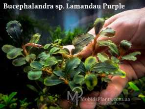 Bucephalandra sp. Lamandau Purple