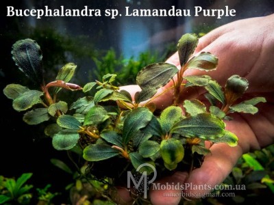 Буцефаландра Bucephalandra sp. Lamandau Purple