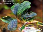 Bucephalandra sp. Lamandau Purple