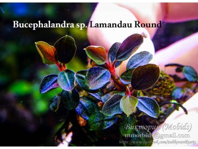 Буцефаландра Bucephalandra sp. Lamandau Round Буцефаландра Bucephalandra sp. Lamandau Round
