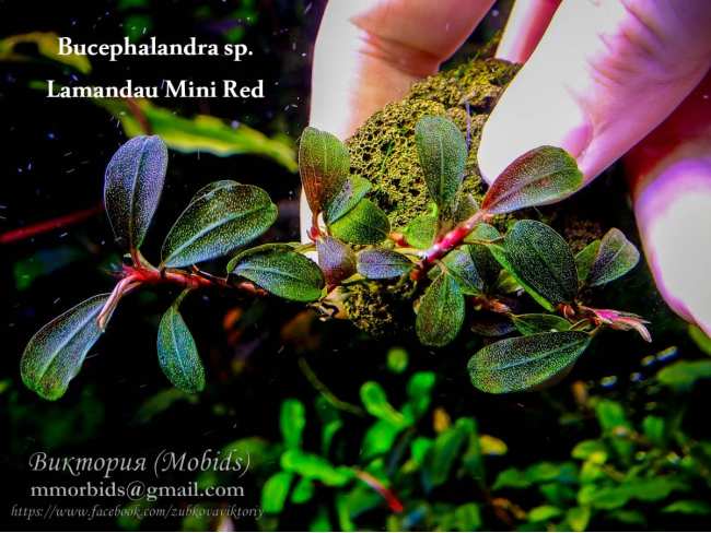 Буцефаландра Bucephalandra sp. Lamandau Mini Red