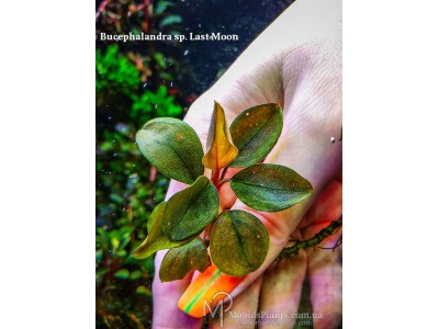 Bucephalandra sp. Last Moon Bucephalandra sp. Last Moon