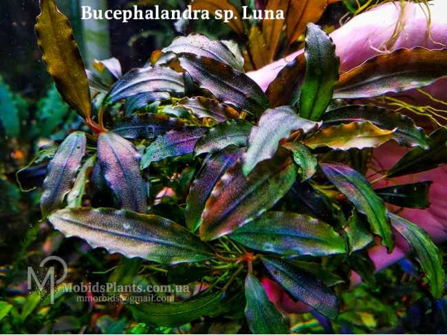 Буцефаландра Bucephalandra sp. Luna