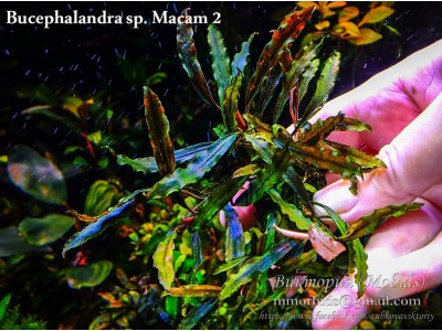 Bucephalandra sp. Macam 2 Daerah Melawi, West Kalimantan