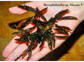 Буцефаландра Bucephalandra sp. Macam 2 Daerah Melawi, West Kalimantan