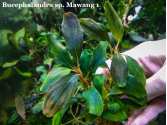 Bucephalandra sp. Mawang 1
