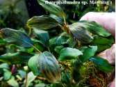 Bucephalandra sp. Mawang 1 Bucephalandra sp. Mawang 1