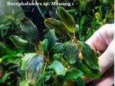 Bucephalandra sp. Mawang 1 Bucephalandra sp. Mawang 1