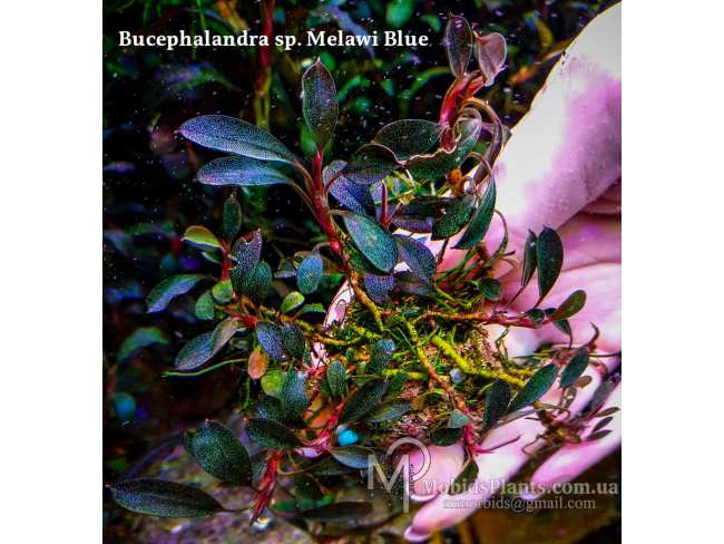 Буцефаландра Bucephalandra sp. Melawi Blue