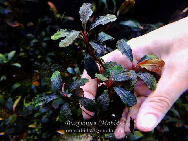 Буцефаландра Bucephalandra sp. Melawi Dark