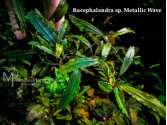 Буцефаландра Bucephalandra sp. Metallic Wave