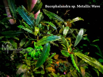 Bucephalandra sp. Metallic Wave