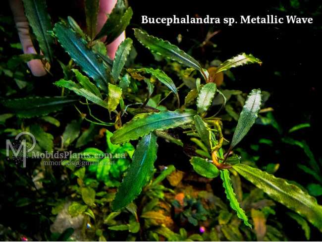 Буцефаландра Bucephalandra sp. Metallic Wave