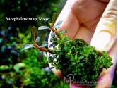 Буцефаландра Bucephalandra sp. Micro