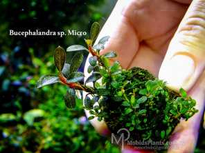 Буцефаландра Bucephalandra sp. Micro