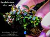 Буцефаландра Bucephalandra sp. Micro type 2