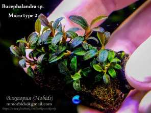 Буцефаландра Bucephalandra sp. Micro type 2