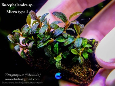 Буцефаландра Bucephalandra sp. Micro type 2 Буцефаландра Bucephalandra sp. Micro type 2