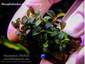 Буцефаландра Bucephalandra sp. Micro type 2