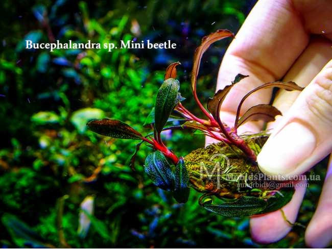 Буцефаландра Bucephalandra sp. Mini Beetle