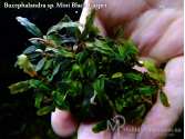 Буцефаландра Bucephalandra sp. Mini Black Carpet