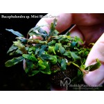 Буцефаландра Bucephalandra sp. Mini Black Carpet Буцефаландра Bucephalandra sp. Mini Black Carpet