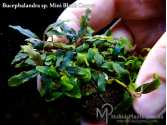 Буцефаландра Bucephalandra sp. Mini Black Carpet