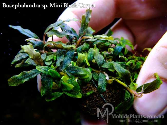 Буцефаландра Bucephalandra sp. Mini Black Carpet