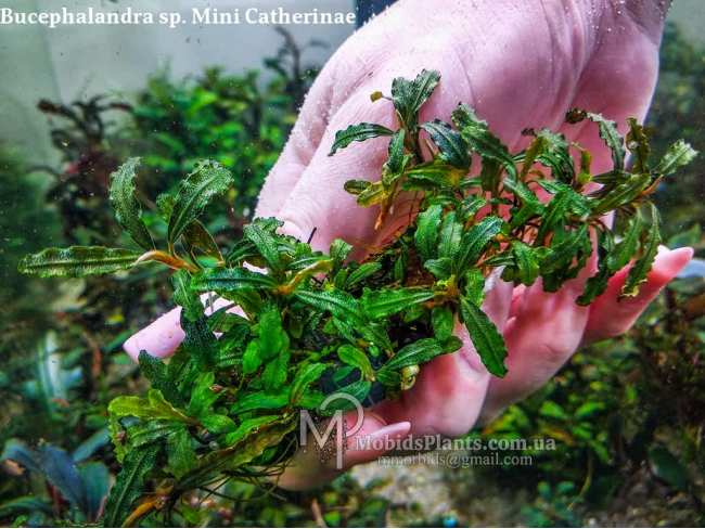 Буцефаландра Bucephalandra sp. Mini Catherinae