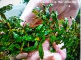 Буцефаландра Bucephalandra sp. Mini Catherinae