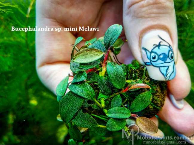 Буцефаландра Bucephalandra sp. mini Melawi