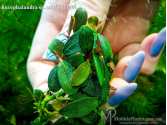 Буцефаландра Bucephalandra sp. mini Melawi