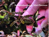 Буцефаландра Bucephalandra sp. Mini Phantom