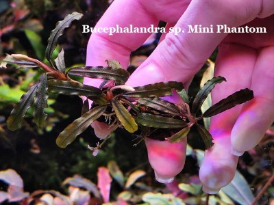 Буцефаландра Bucephalandra sp. Mini Phantom