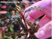 Буцефаландра Bucephalandra sp. Mini Phantom Буцефаландра Bucephalandra sp. Mini Phantom