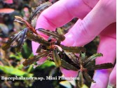 Буцефаландра Bucephalandra sp. Mini Phantom Буцефаландра Bucephalandra sp. Mini Phantom