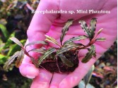 Буцефаландра Bucephalandra sp. Mini Phantom Буцефаландра Bucephalandra sp. Mini Phantom