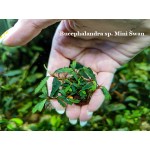 Буцефаландра Bucephalandra sp. Mini Swan Буцефаландра Bucephalandra sp. Mini Swan