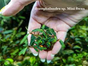 Буцефаландра Bucephalandra sp. Mini Swan