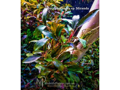 Буцефаландра Bucephalandra sp. Miranda (Fake)