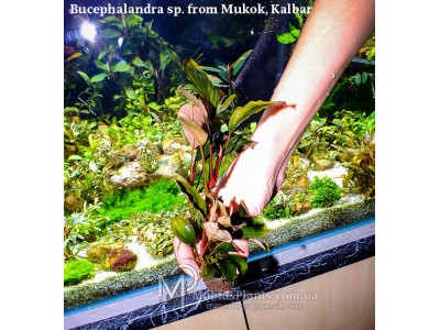 Буцефаландра Bucephalandra sp. from Mukok
