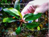 Буцефаландра Bucephalandra sp. Nanga Mahap Kab.Sanggau